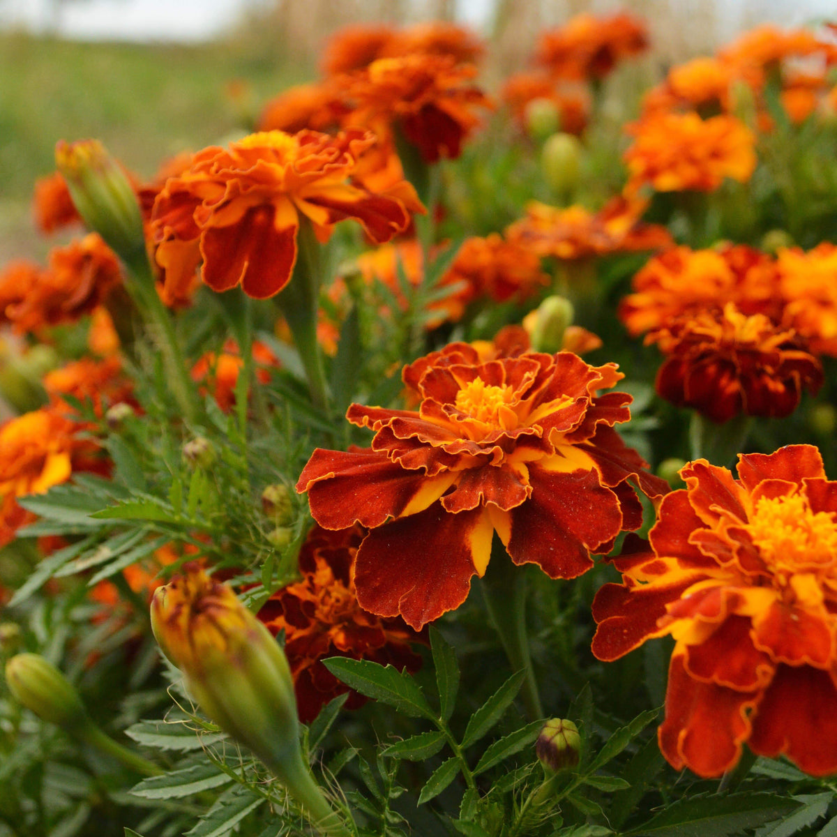 French Marigold Sparky Mix