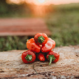 Fresno Chile Pepper Seeds