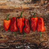 Fresno Chile Pepper Seeds