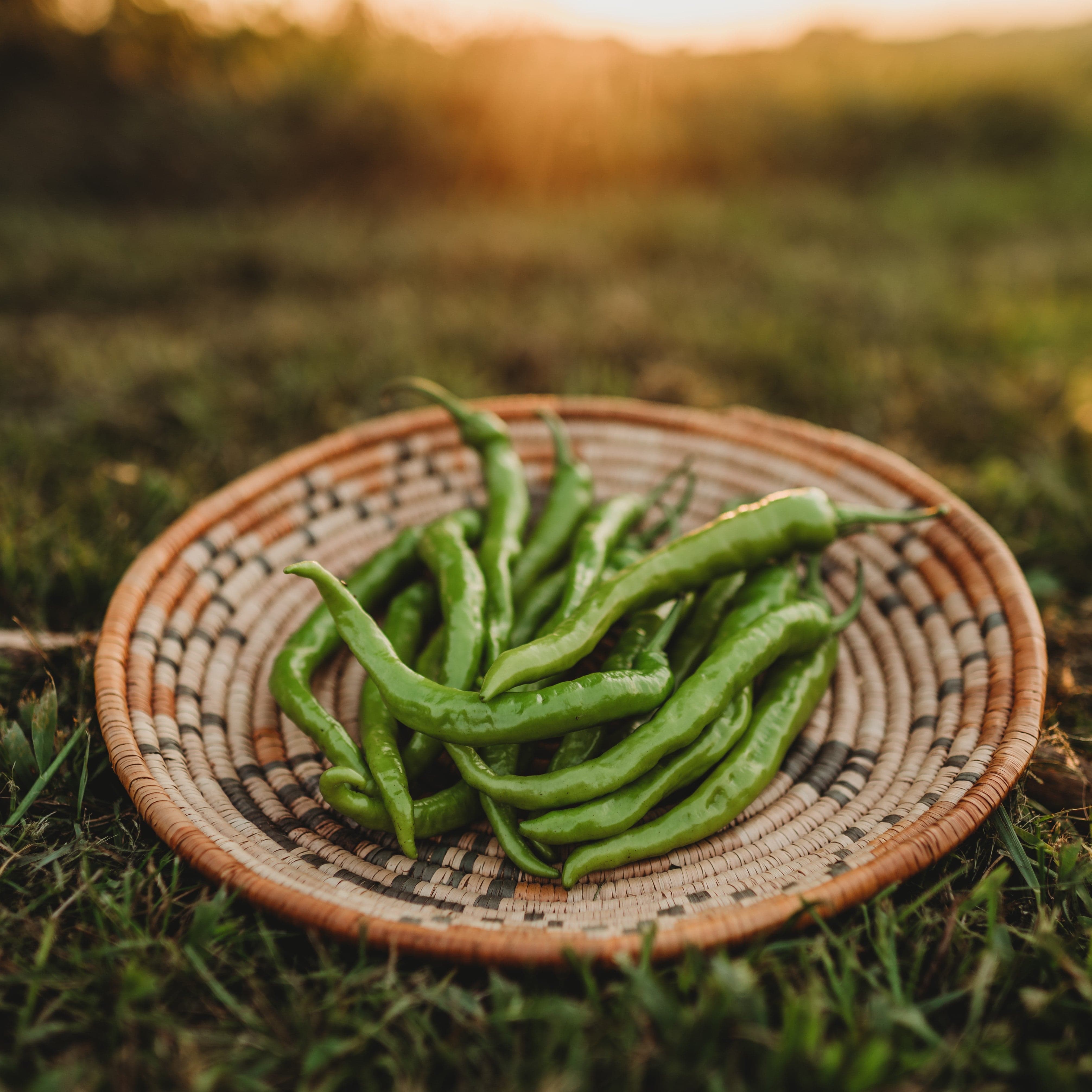 Fushimi Japanese Sweet Pepper Seeds