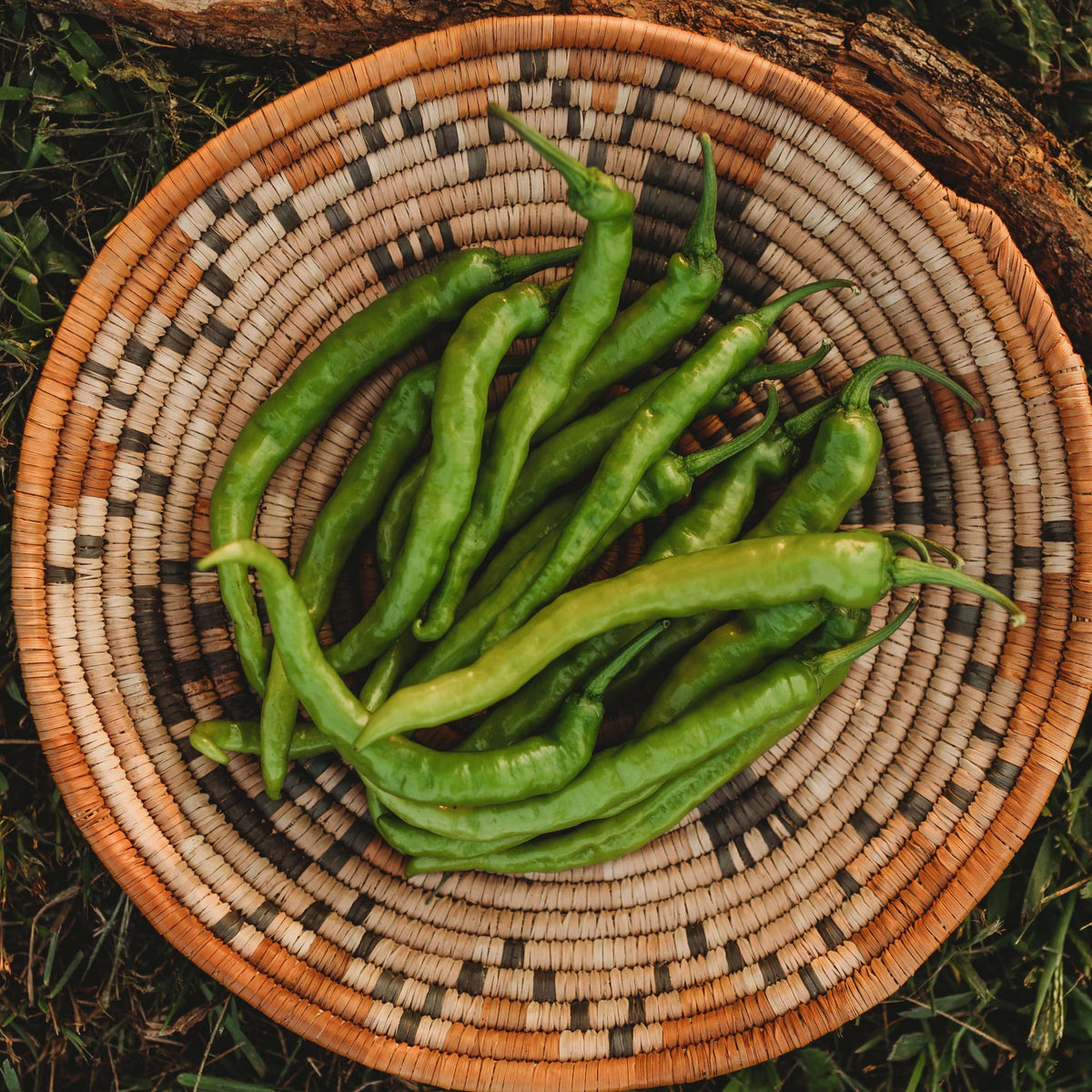 Fushimi Japanese Sweet Pepper