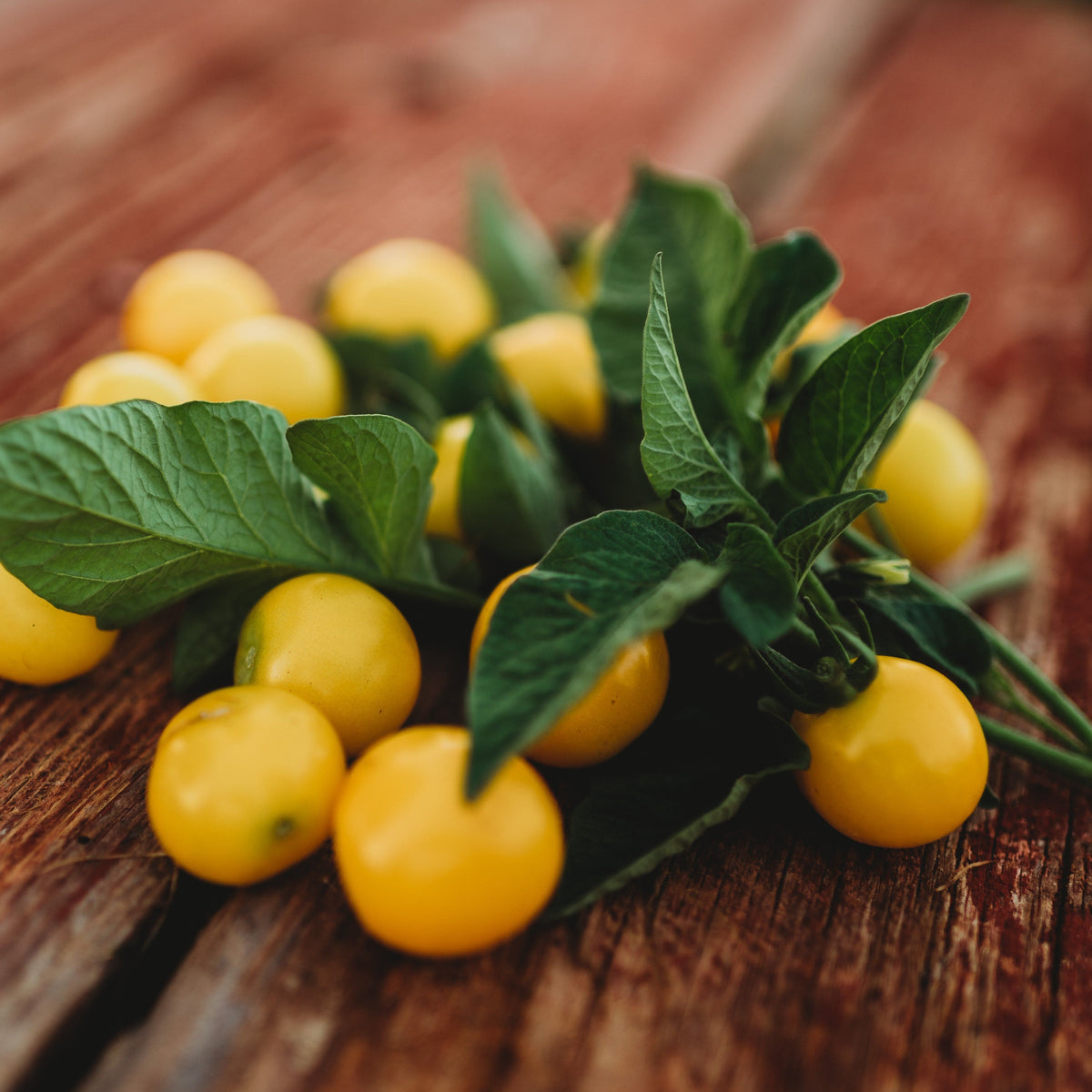 Galina&#39;s Yellow Siberian Cherry Tomato