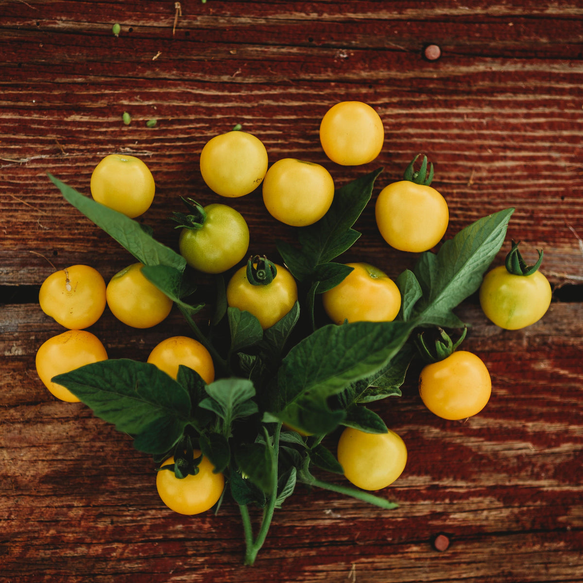 Galina&#39;s Yellow Siberian Cherry Tomato