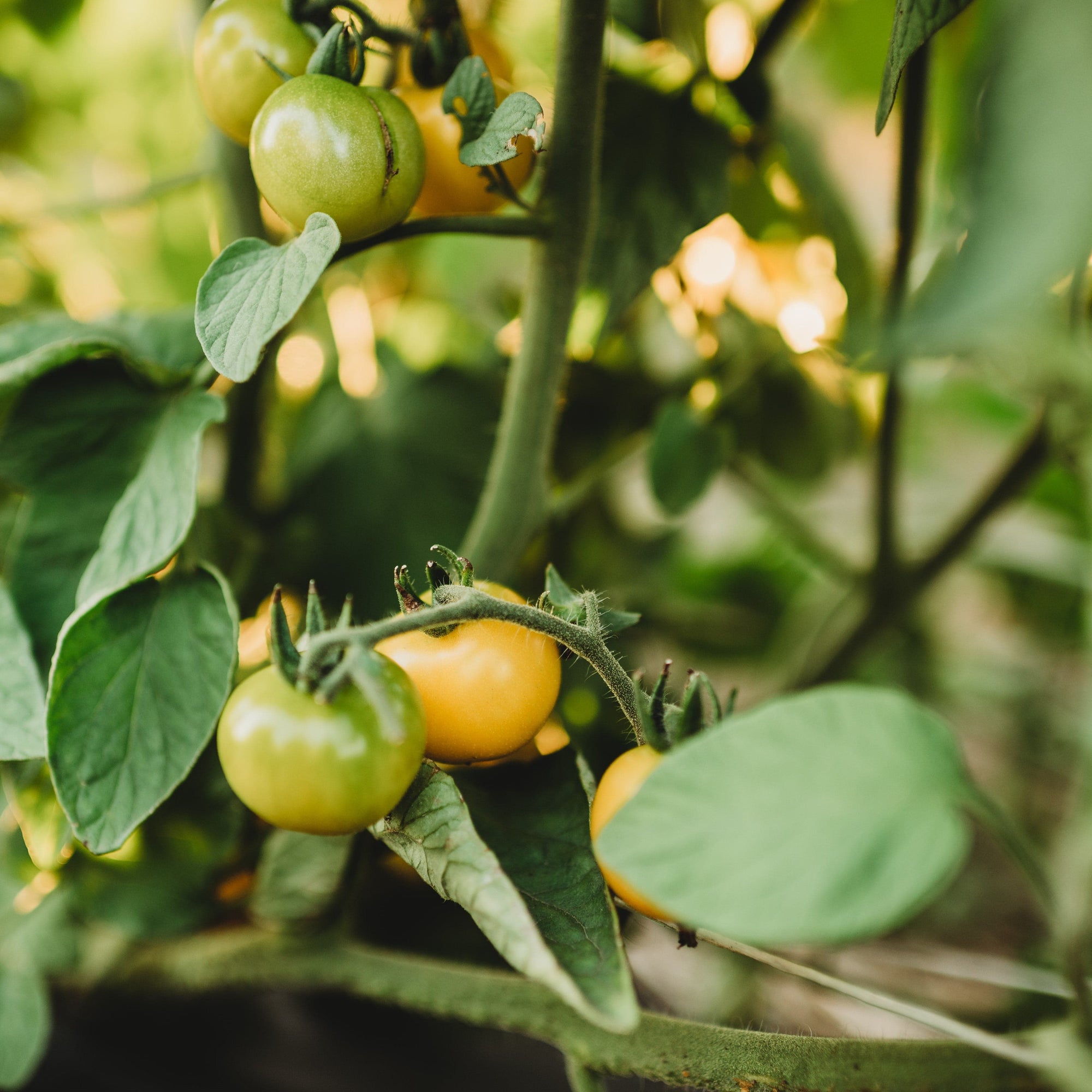 Galina's Yellow Siberian Cherry Tomato