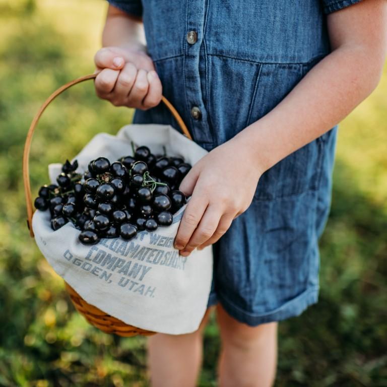 Garden Huckleberry