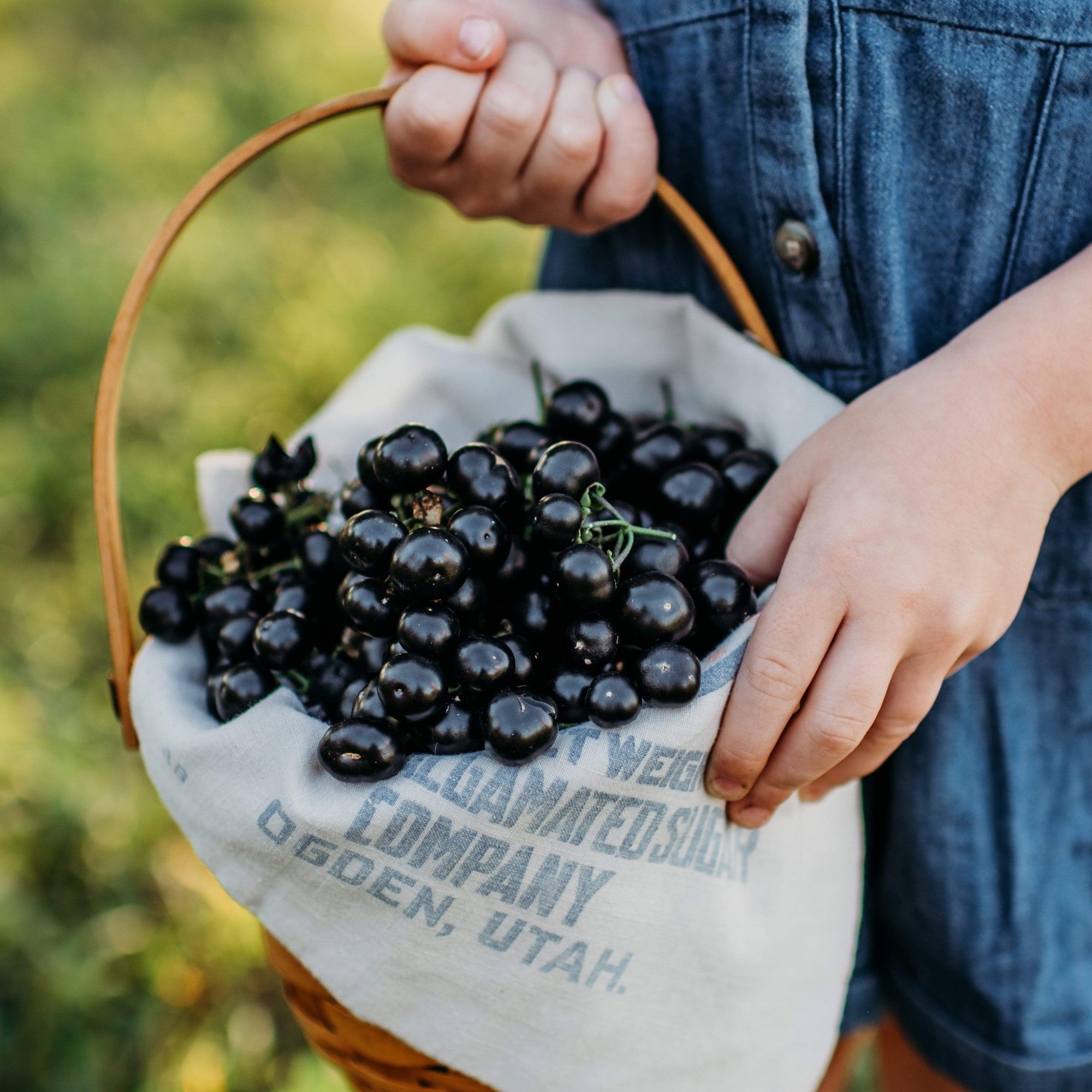 huckleberry seed plant Garden Huckleberry, Packet (50 Seeds)