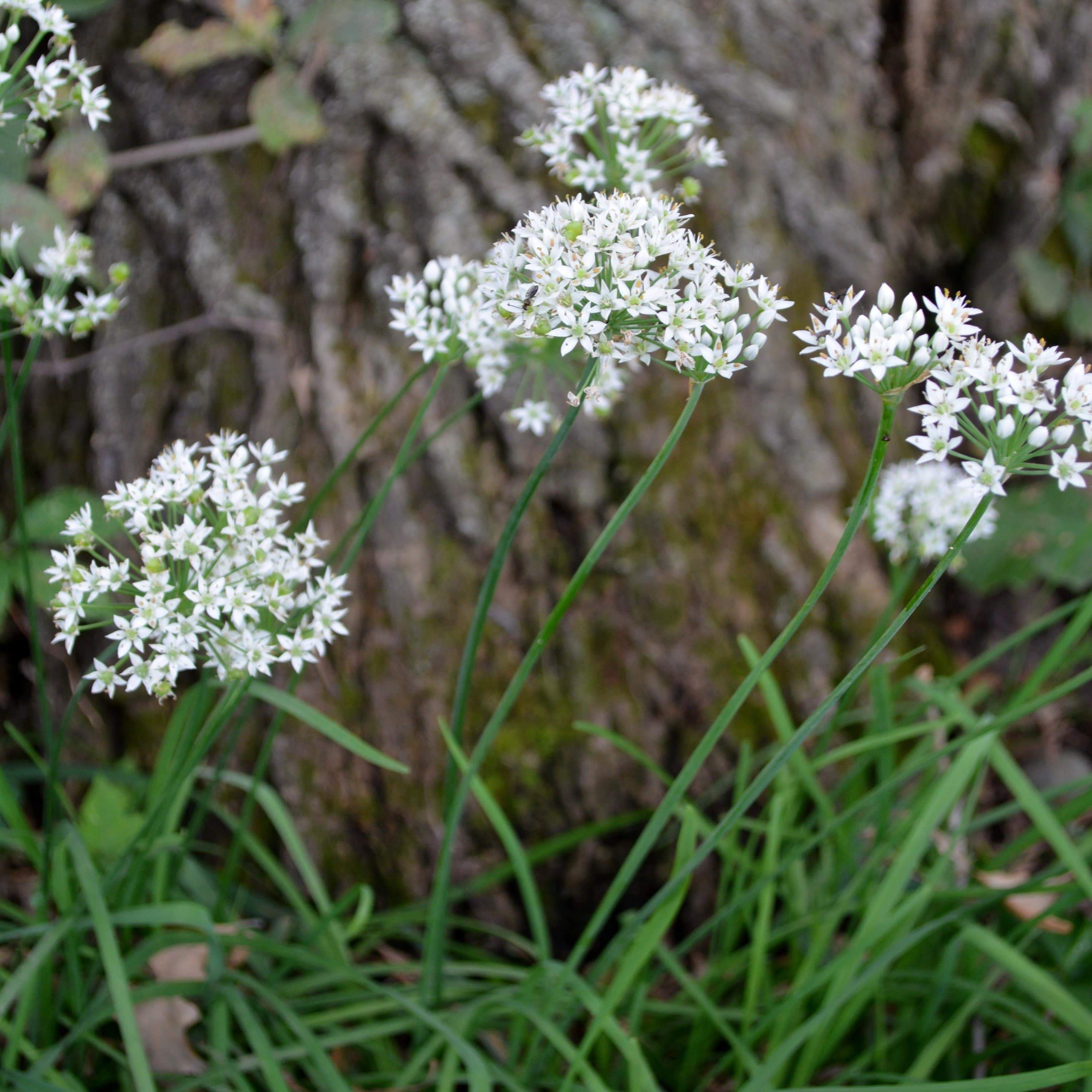Garlic Chives seeds