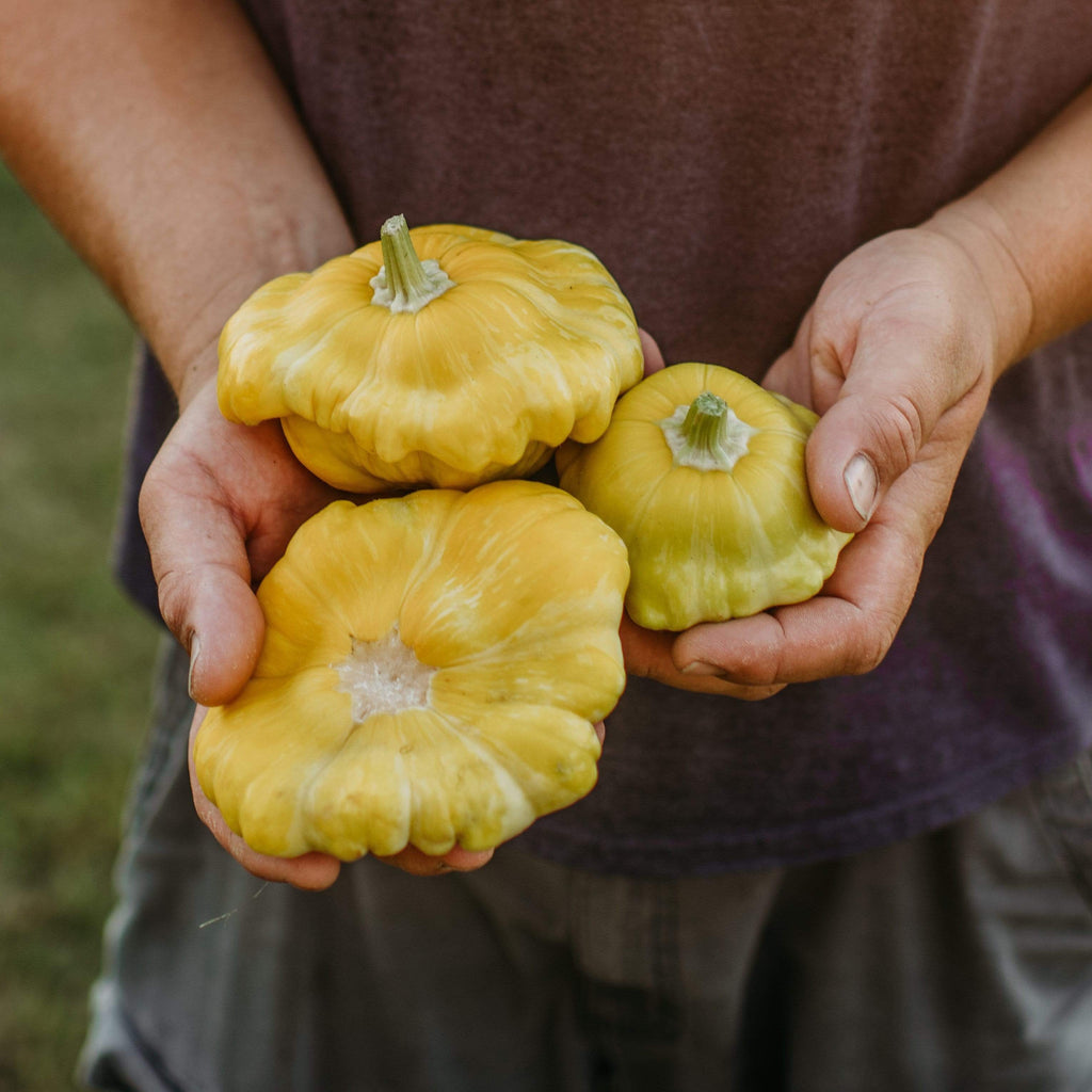 Gelber Englisher Summer Squash Seeds