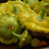 Gelber Englisher Summer Squash Seeds
