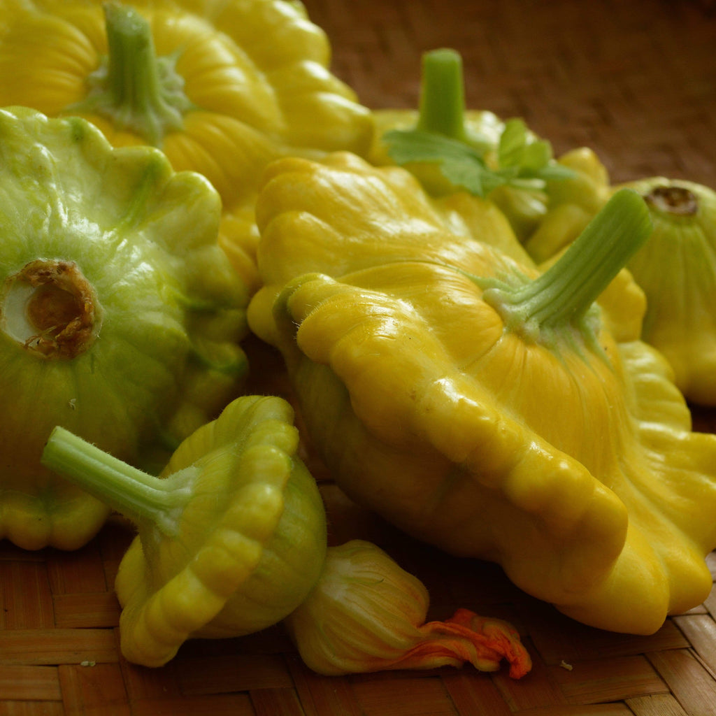 Gelber Englisher Summer Squash Seeds