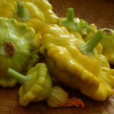 Gelber Englisher Summer Squash Seeds