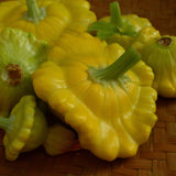 Gelber Englisher Summer Squash Seeds