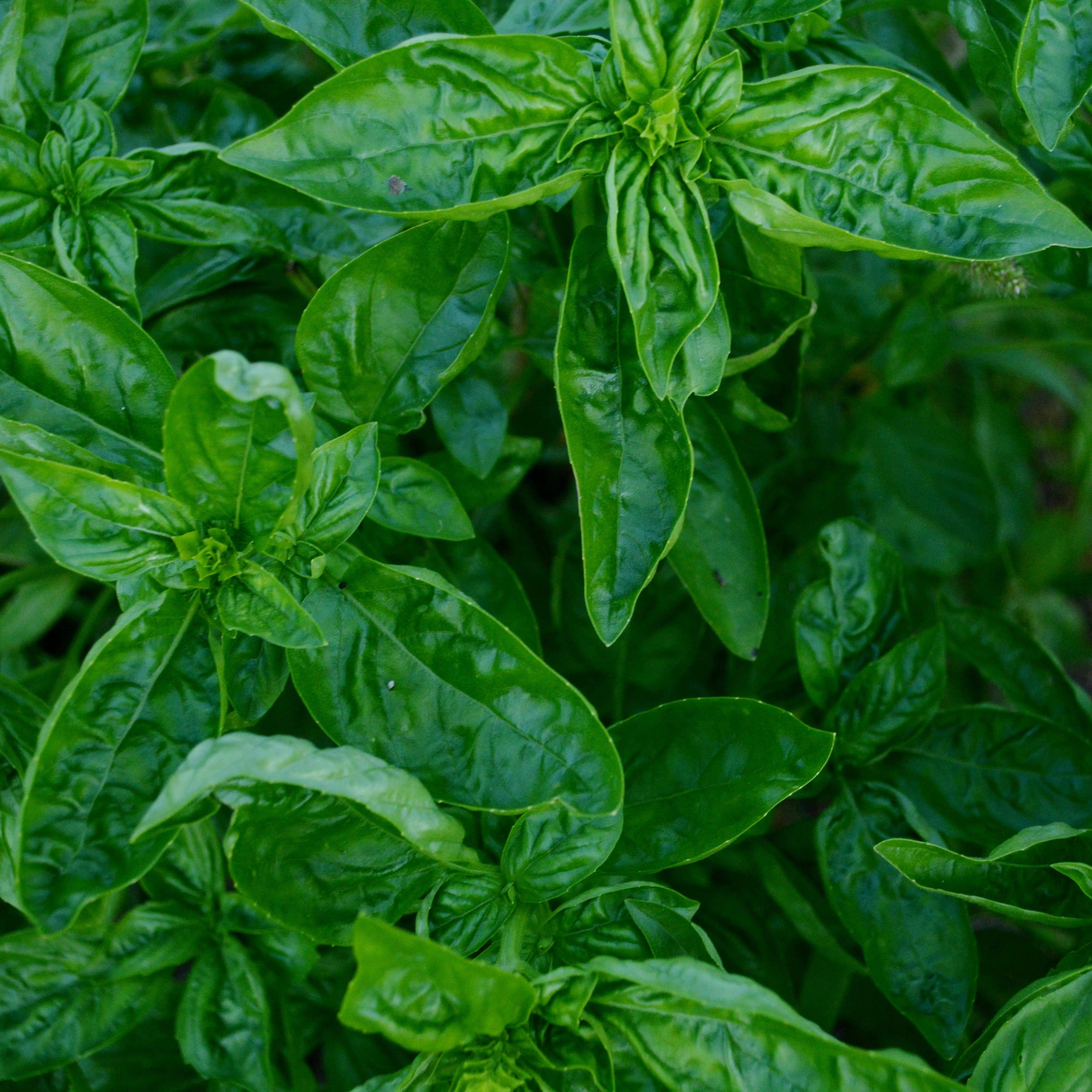 Genovese Basil Seeds