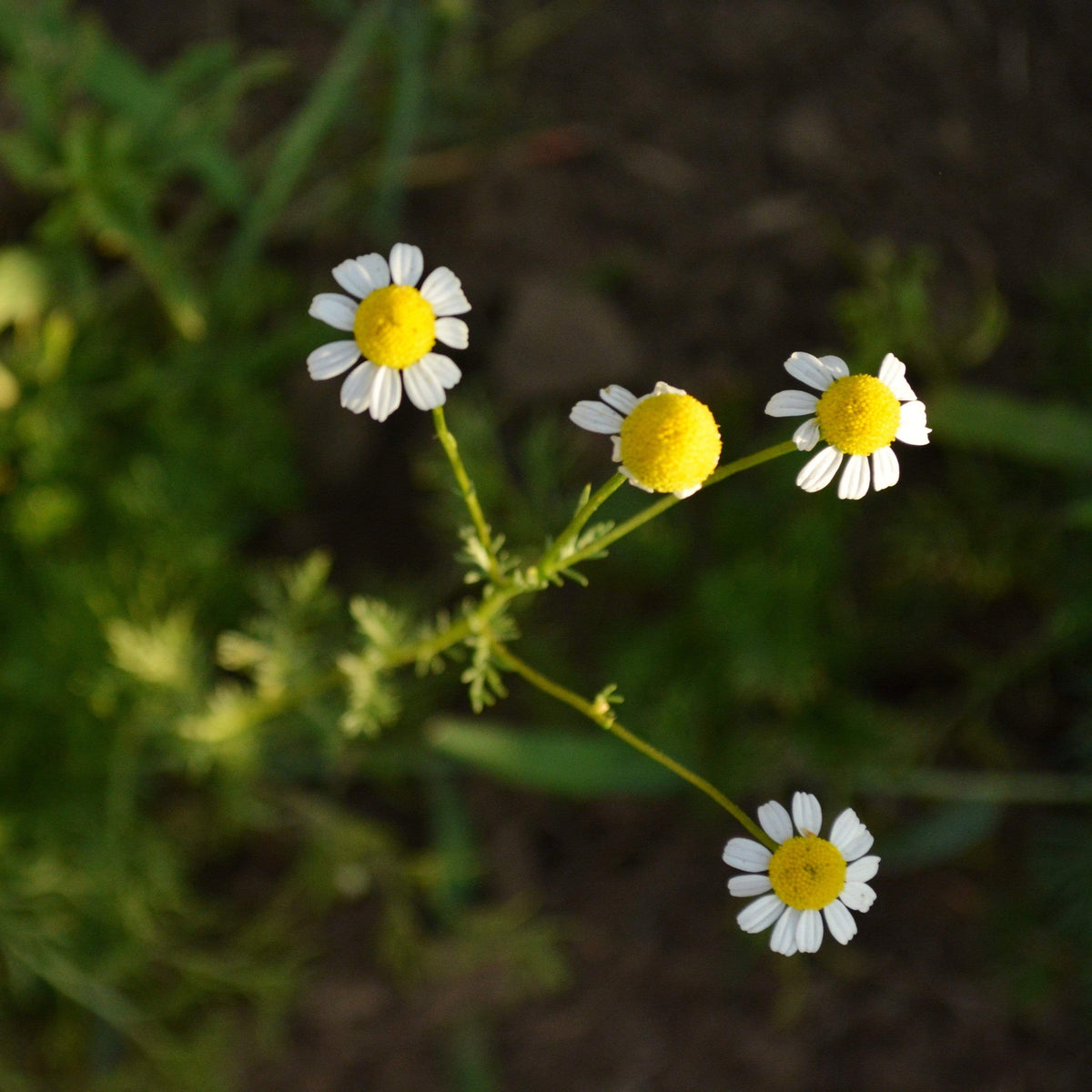 German Chamomile