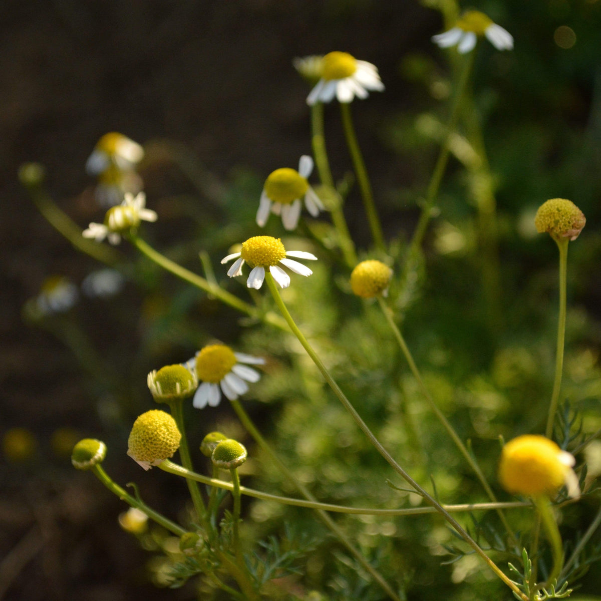 German Chamomile