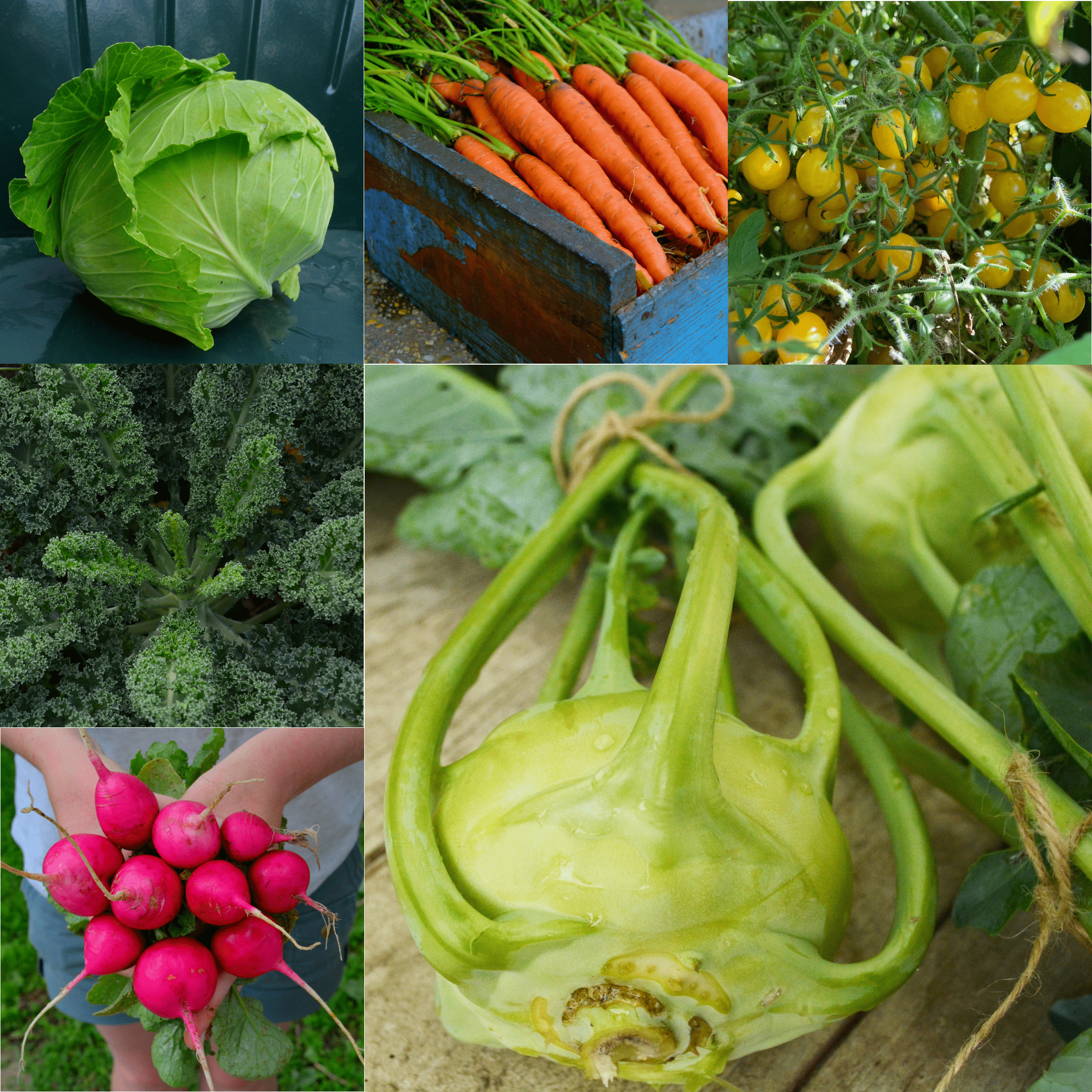 German Cooking Collection Seeds