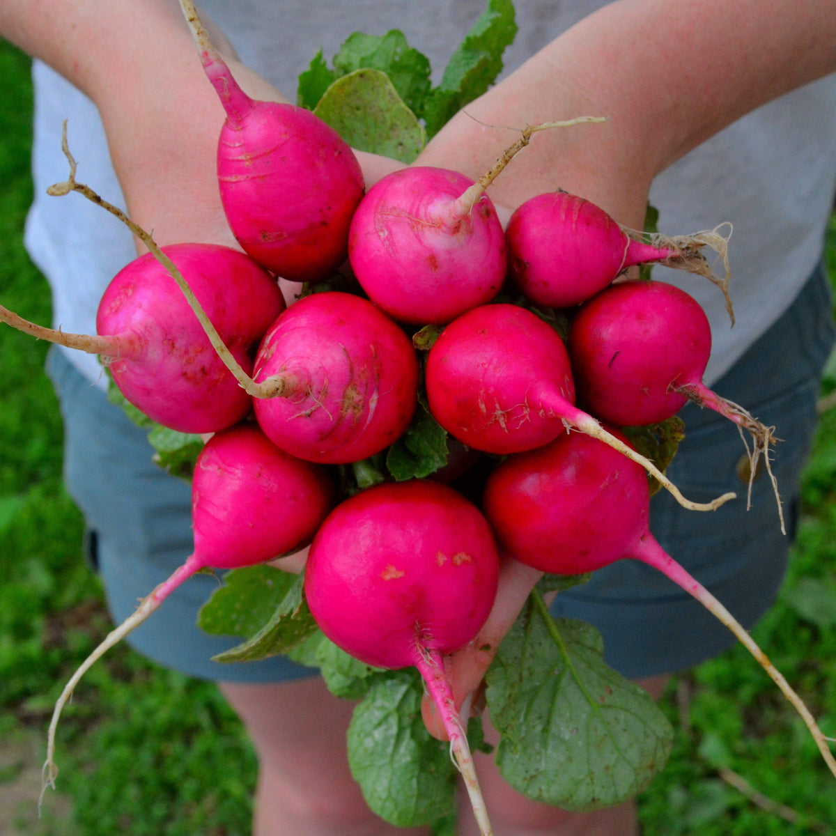 German Giant Radish