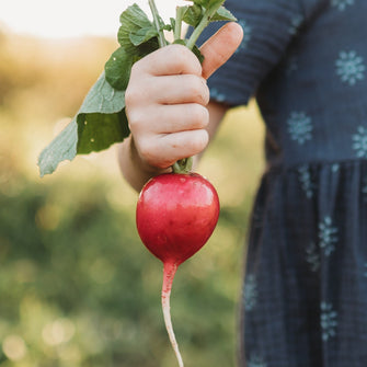 German Giant Radish