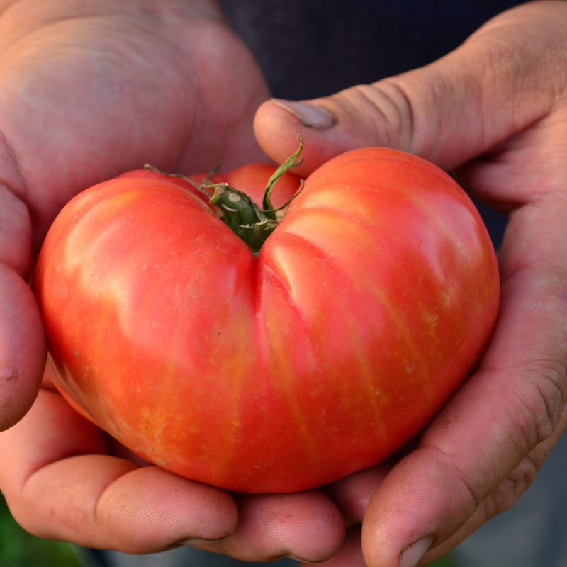 German Pink Heirloom Tomato