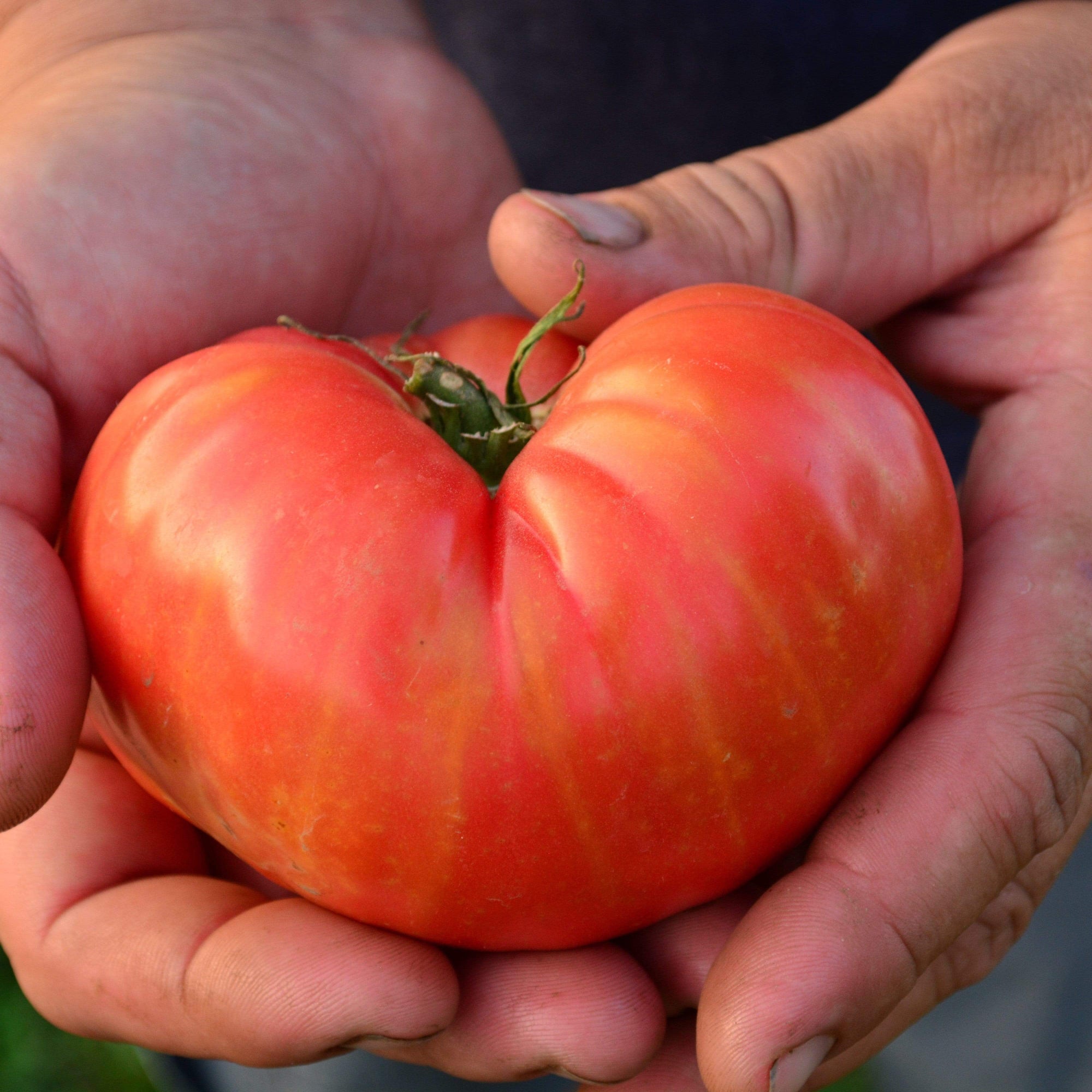 German Pink Heirloom Tomato