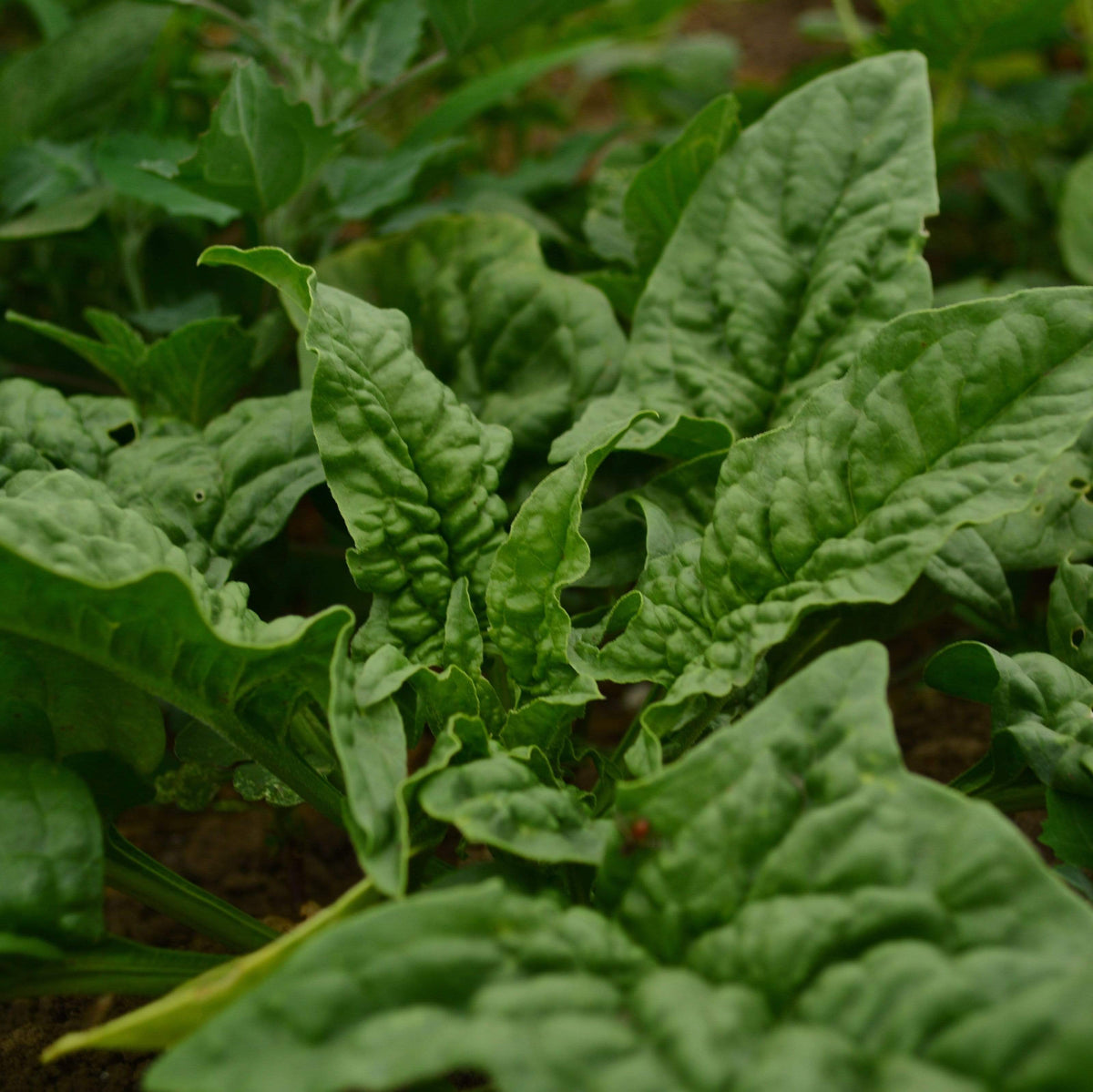 Giant Nobel Spinach