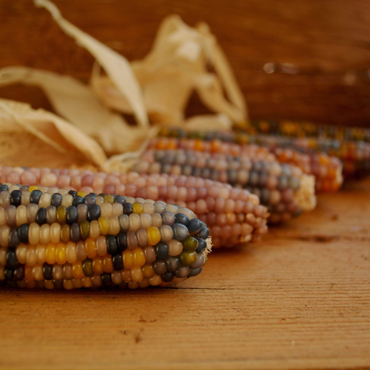 Glass Gem Corn