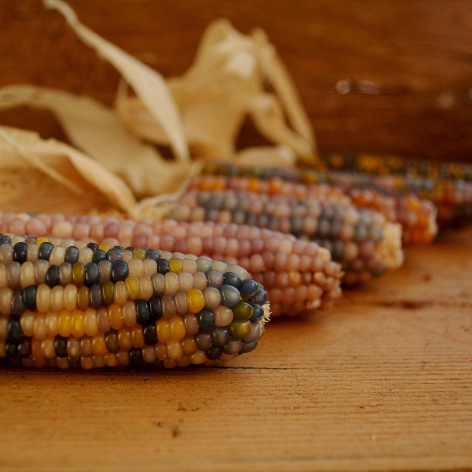 Glass Gem Corn