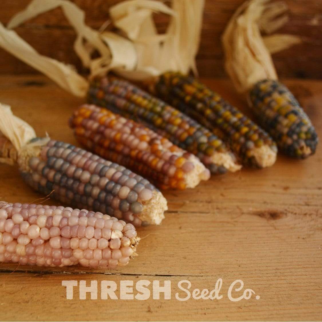 Glass Gem Corn