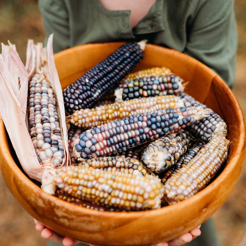 Glass Gem Corn