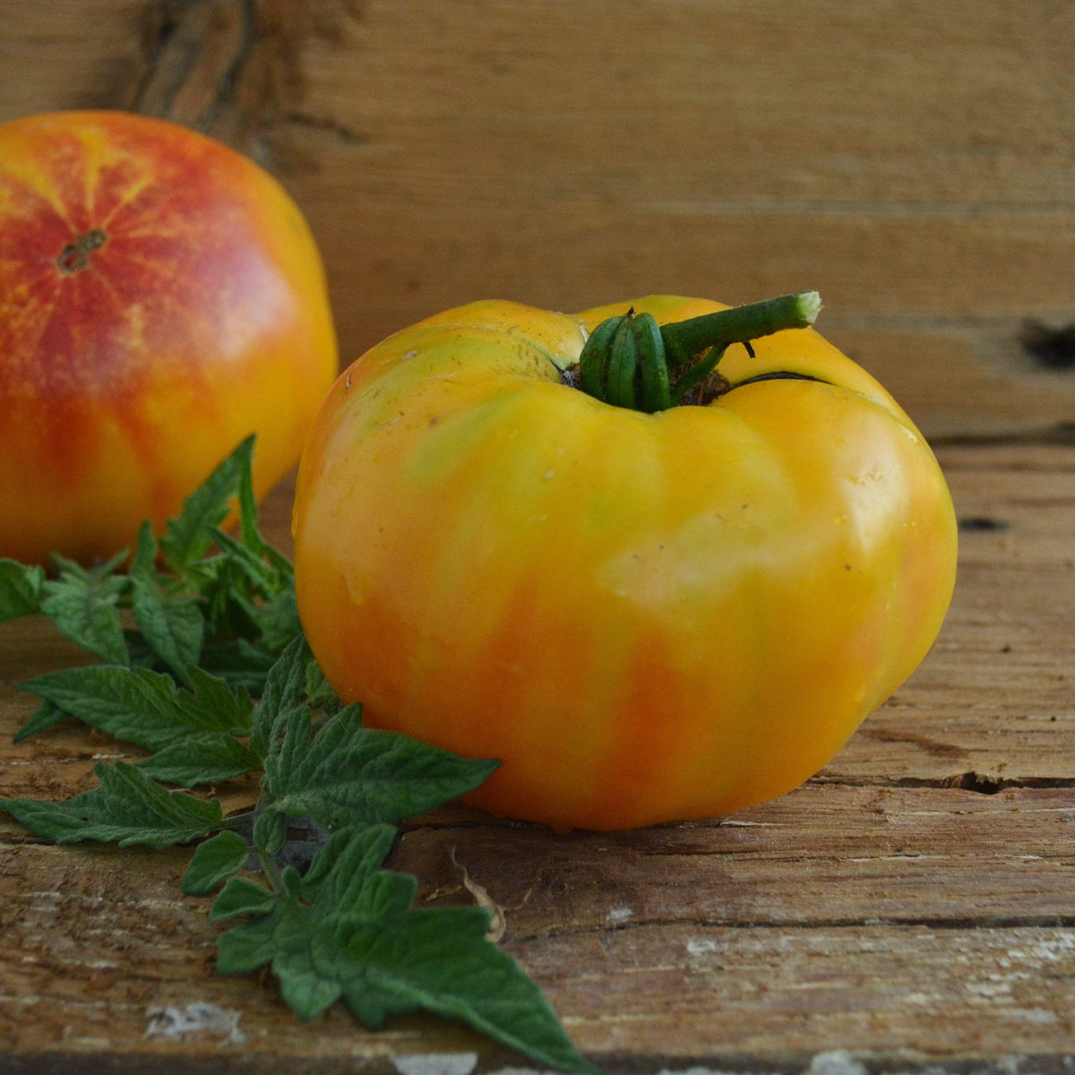 Gold Medal Heirloom Tomato