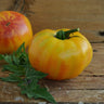 Gold Medal Heirloom Tomato