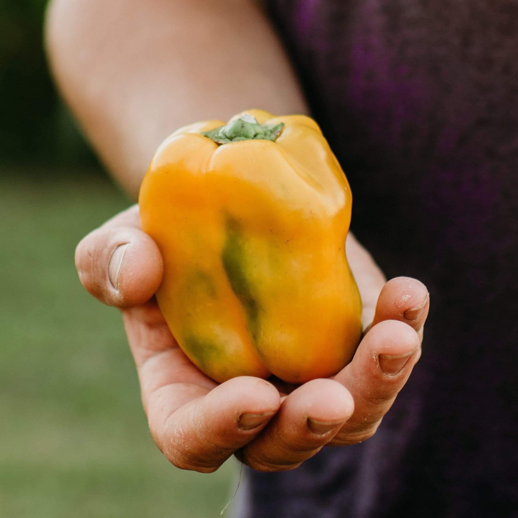 Golden California Wonder Pepper Seeds