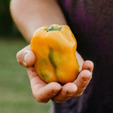 Golden California Wonder Pepper Seeds