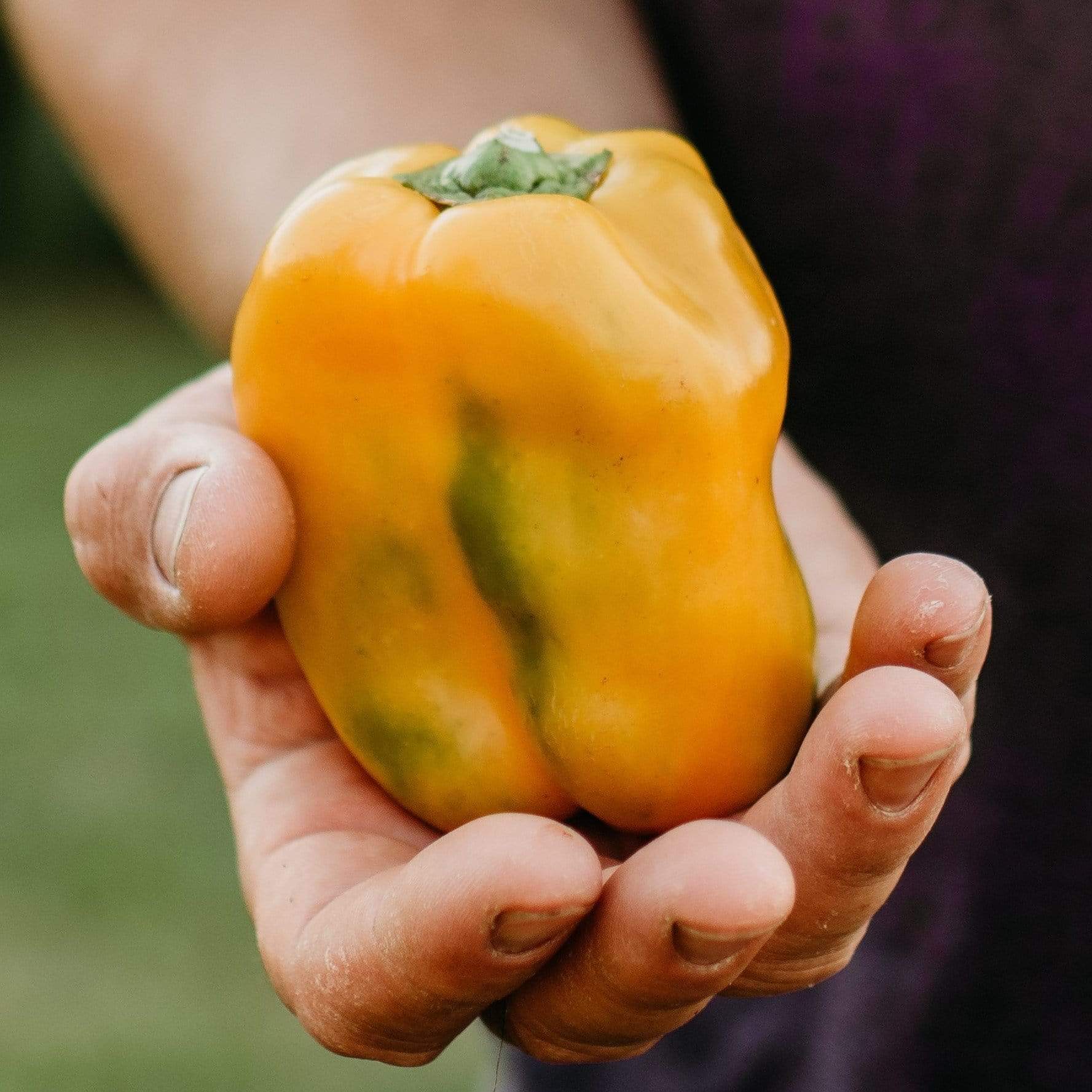 Golden California Wonder Pepper Seeds