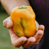 Golden California Wonder Pepper Seeds