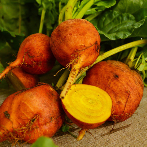 Golden Detroit Beet Seeds