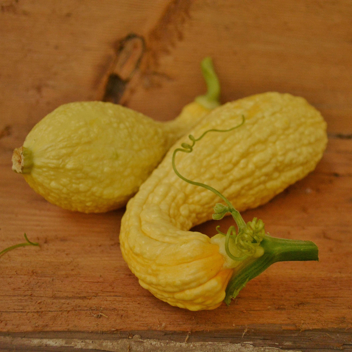 Golden Summer Crookneck Summer Squash