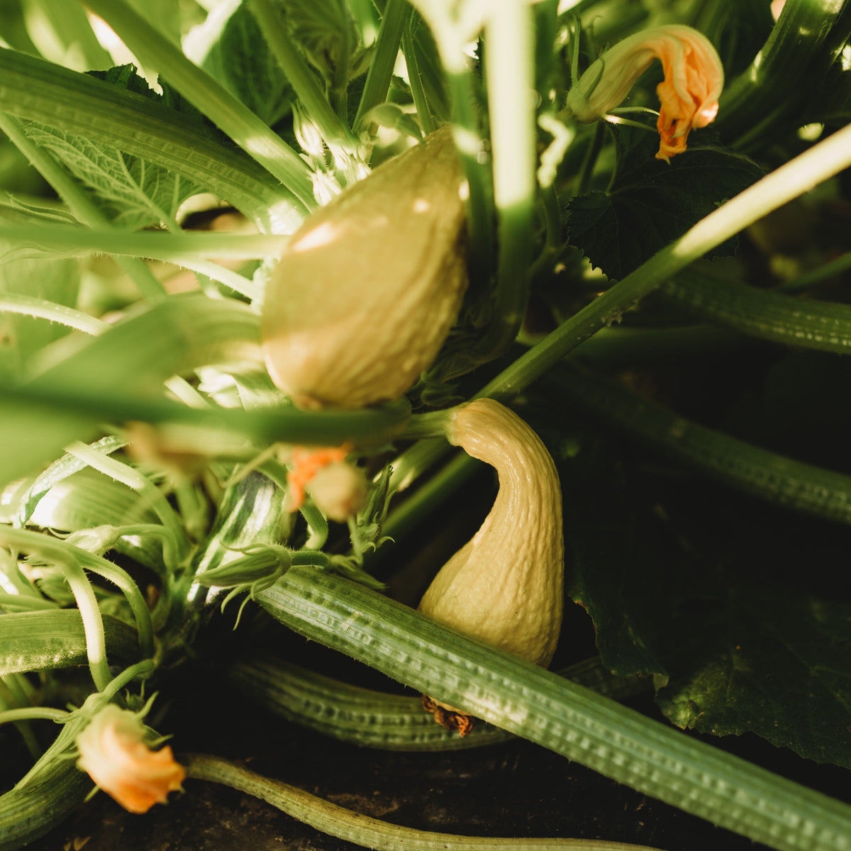 Golden Summer Crookneck Summer Squash