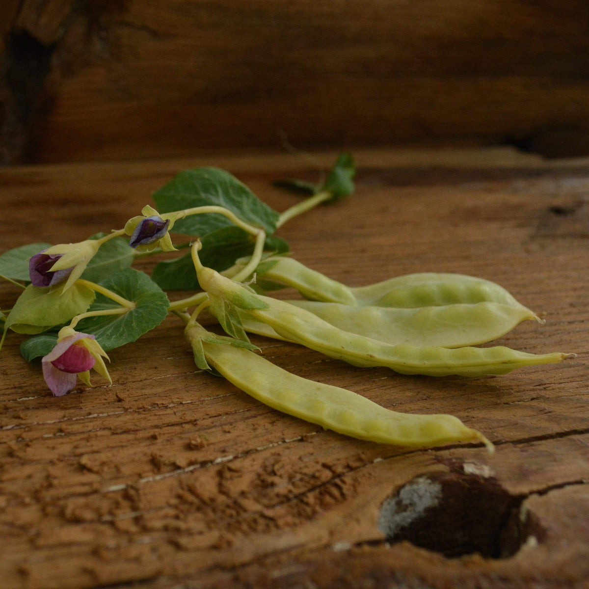 Golden Sweet Garden Pea