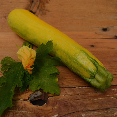 Golden Zucchini seeds