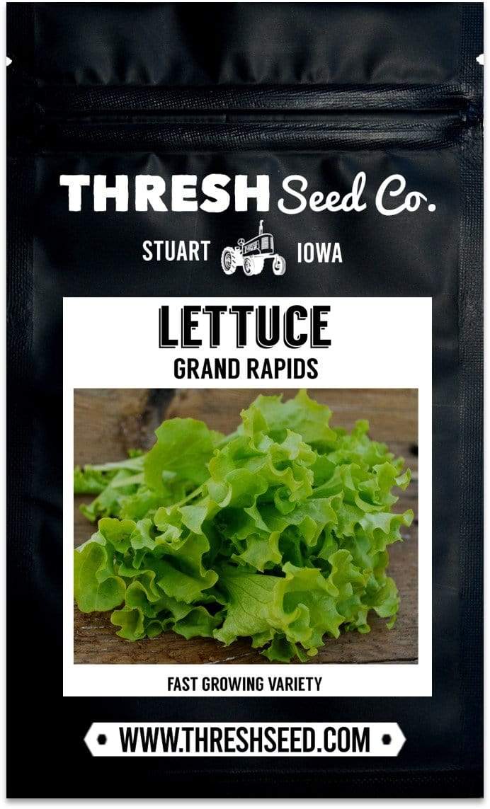 Grand Rapids Lettuce