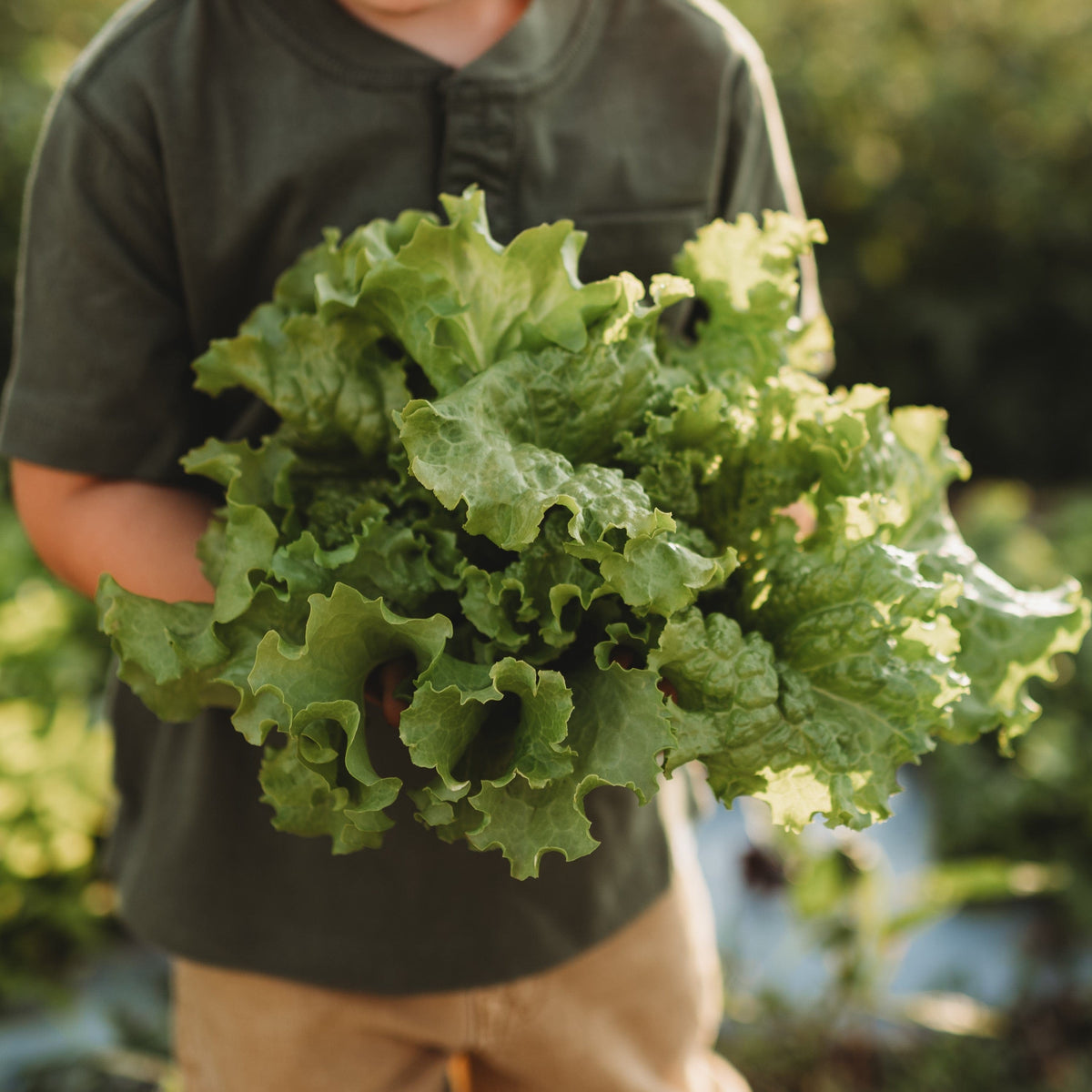 Grand Rapids Lettuce