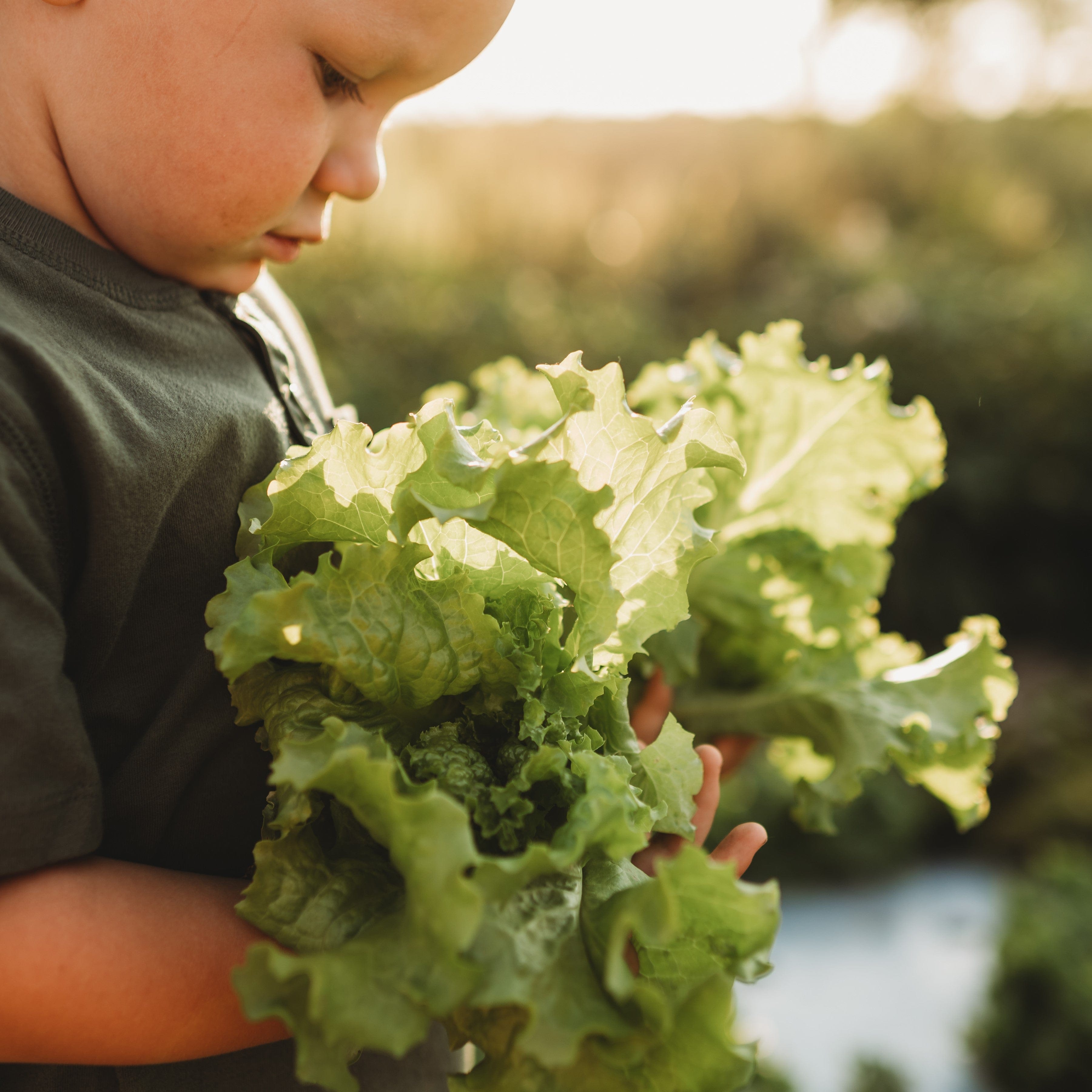 Grand Rapids Lettuce Seeds