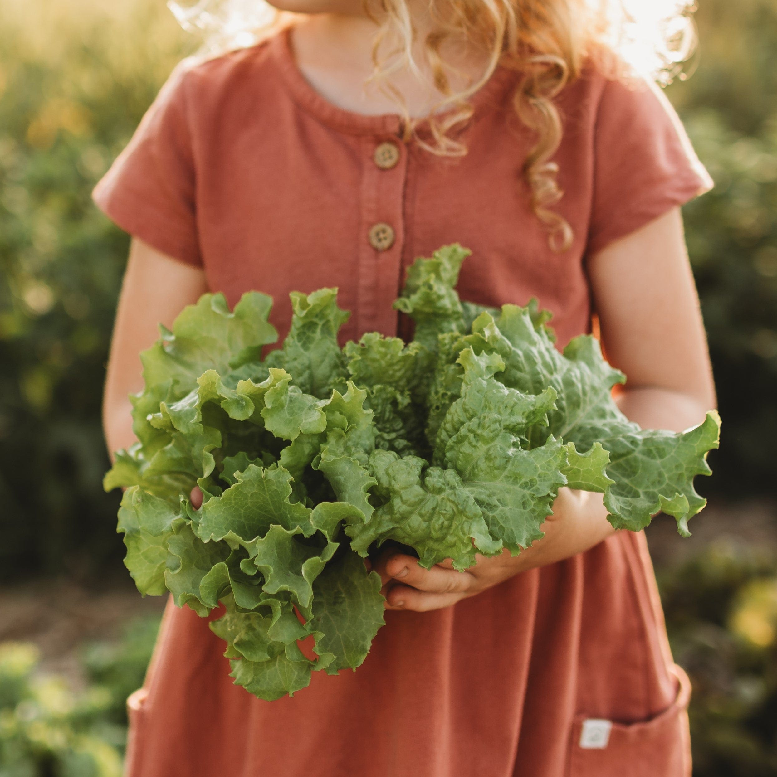 Grand Rapids Lettuce Seeds