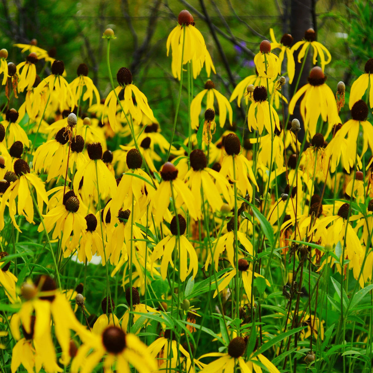 Gray-Headed Coneflower