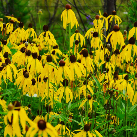 Gray-Headed Coneflower Seeds