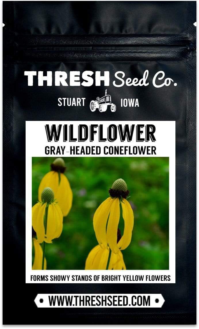 Gray-Headed Coneflower