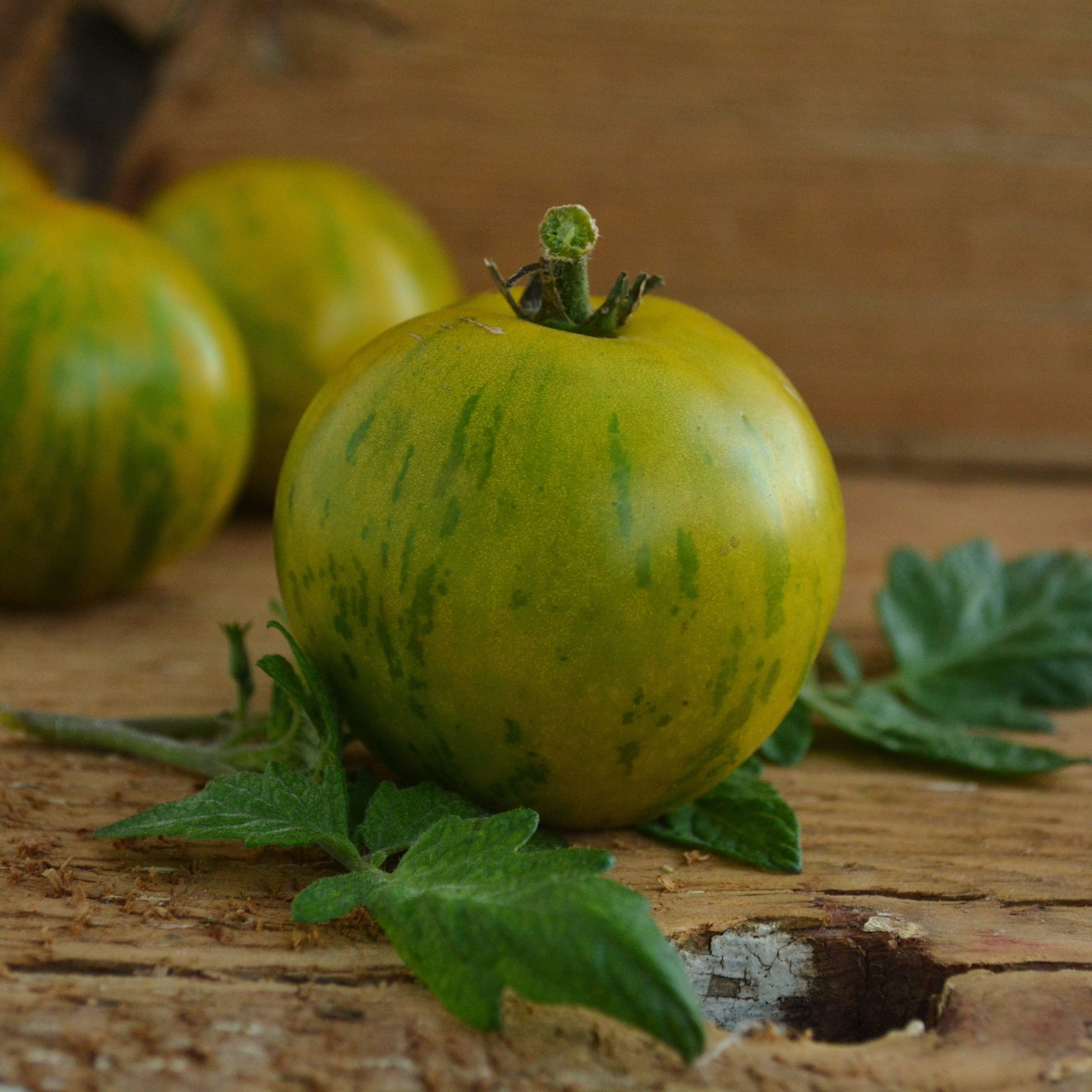 Green Zebra Tomato closeup