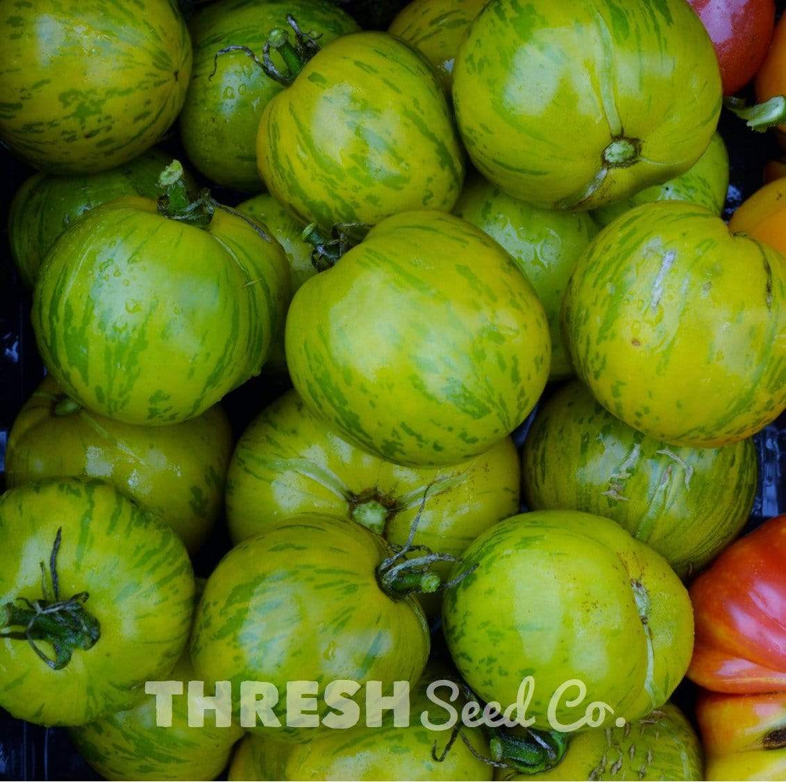 Green Zebra Heirloom Tomato Thresh Seed Co.