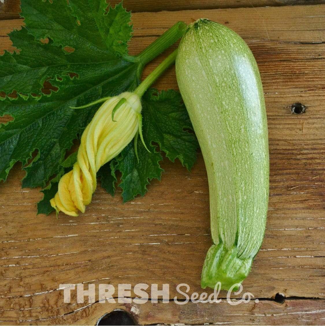 Grey Zucchini seeds